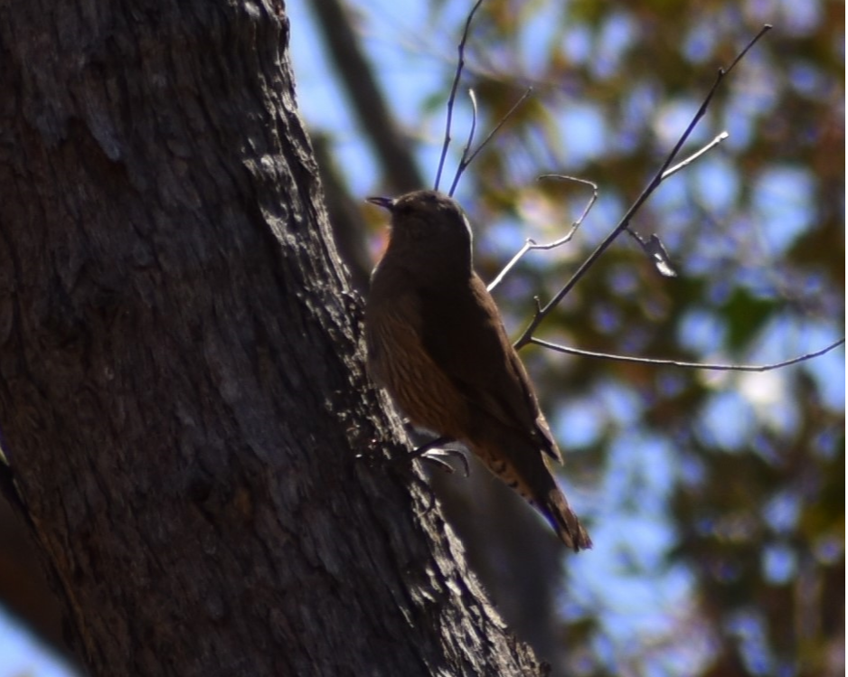 Brown Treecreeper - ML123157721