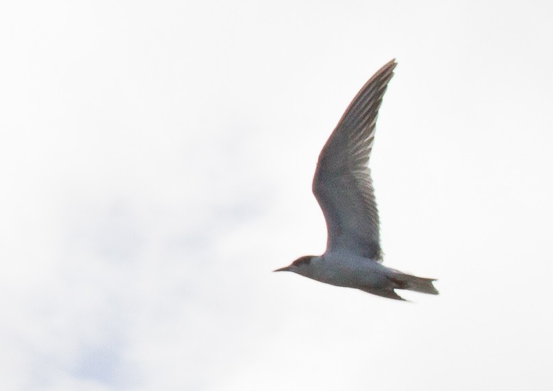 Common Tern - ML123157961