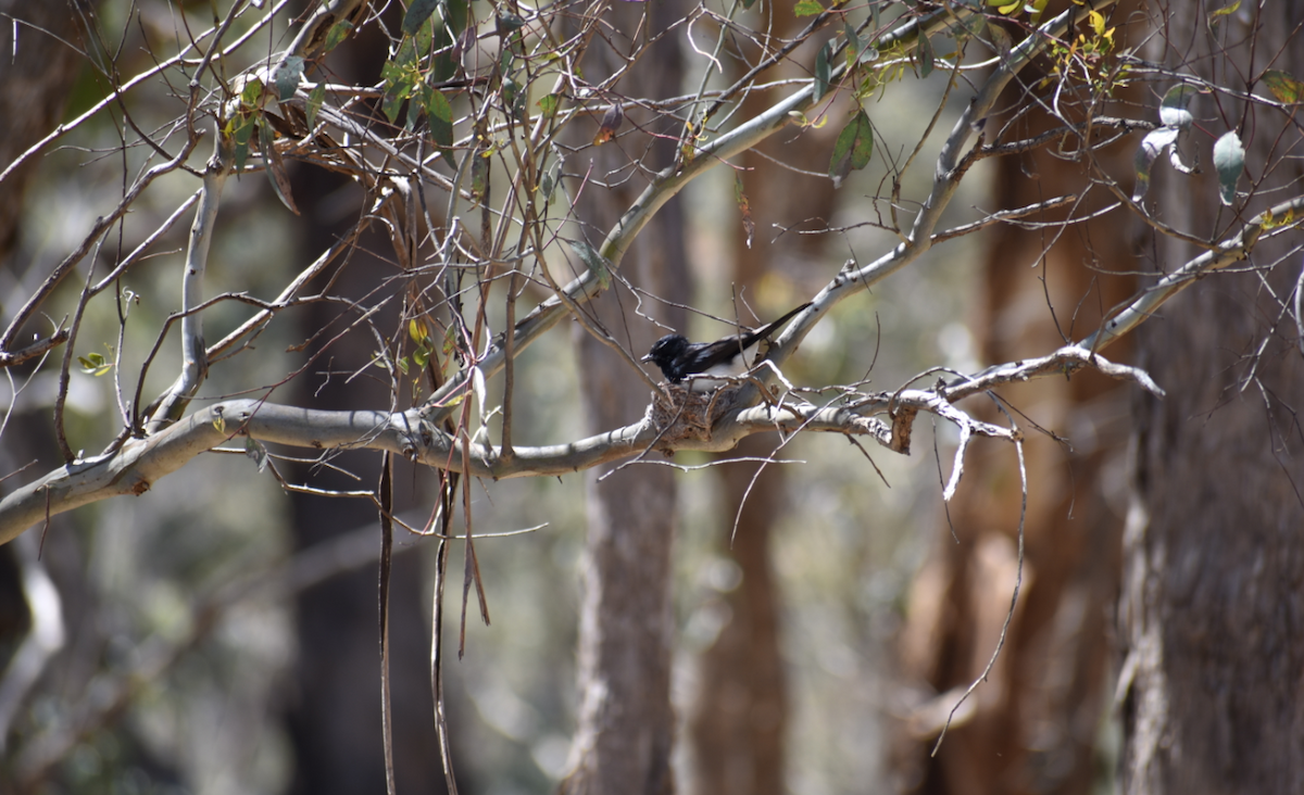 Willie-wagtail - ML123158011