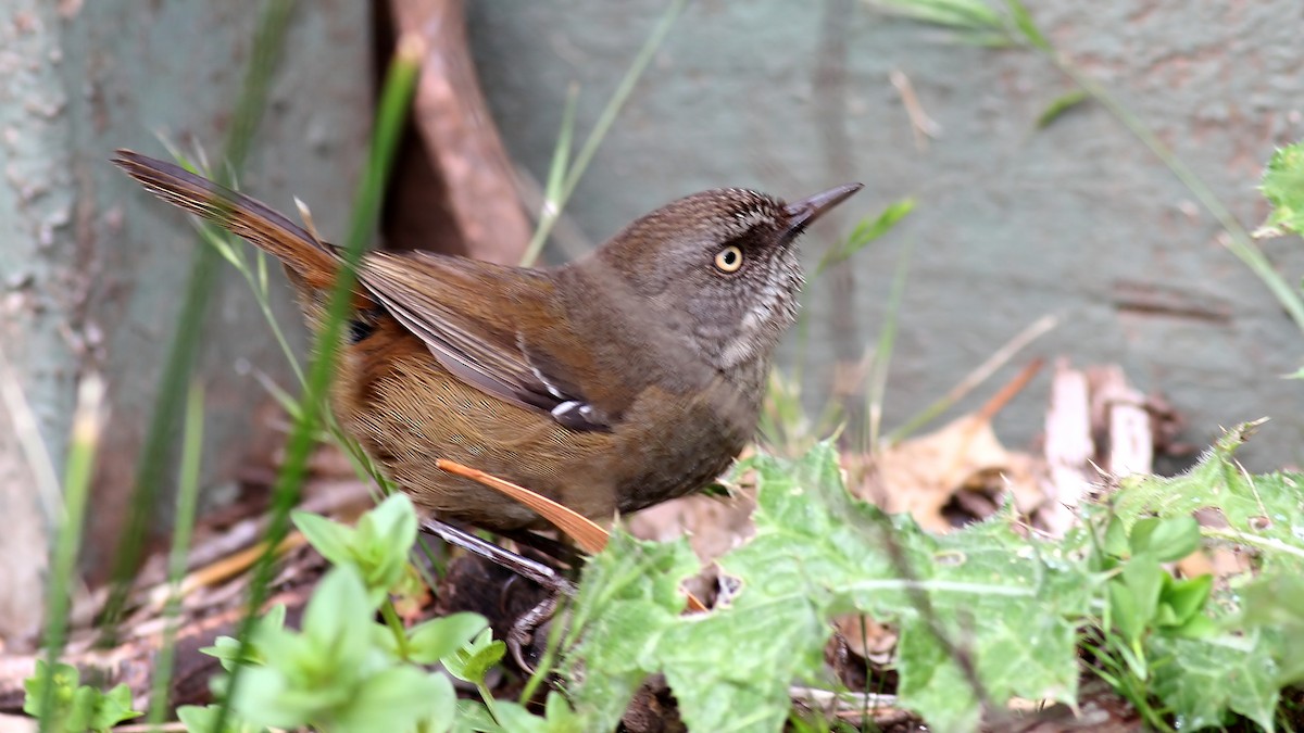 Tasmanian Scrubwren - Alan Melville