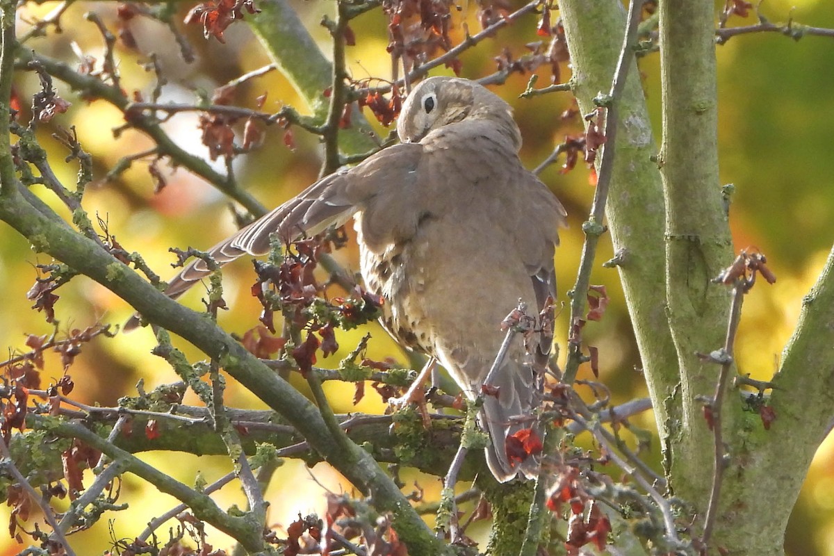 Mistle Thrush - ML123159871