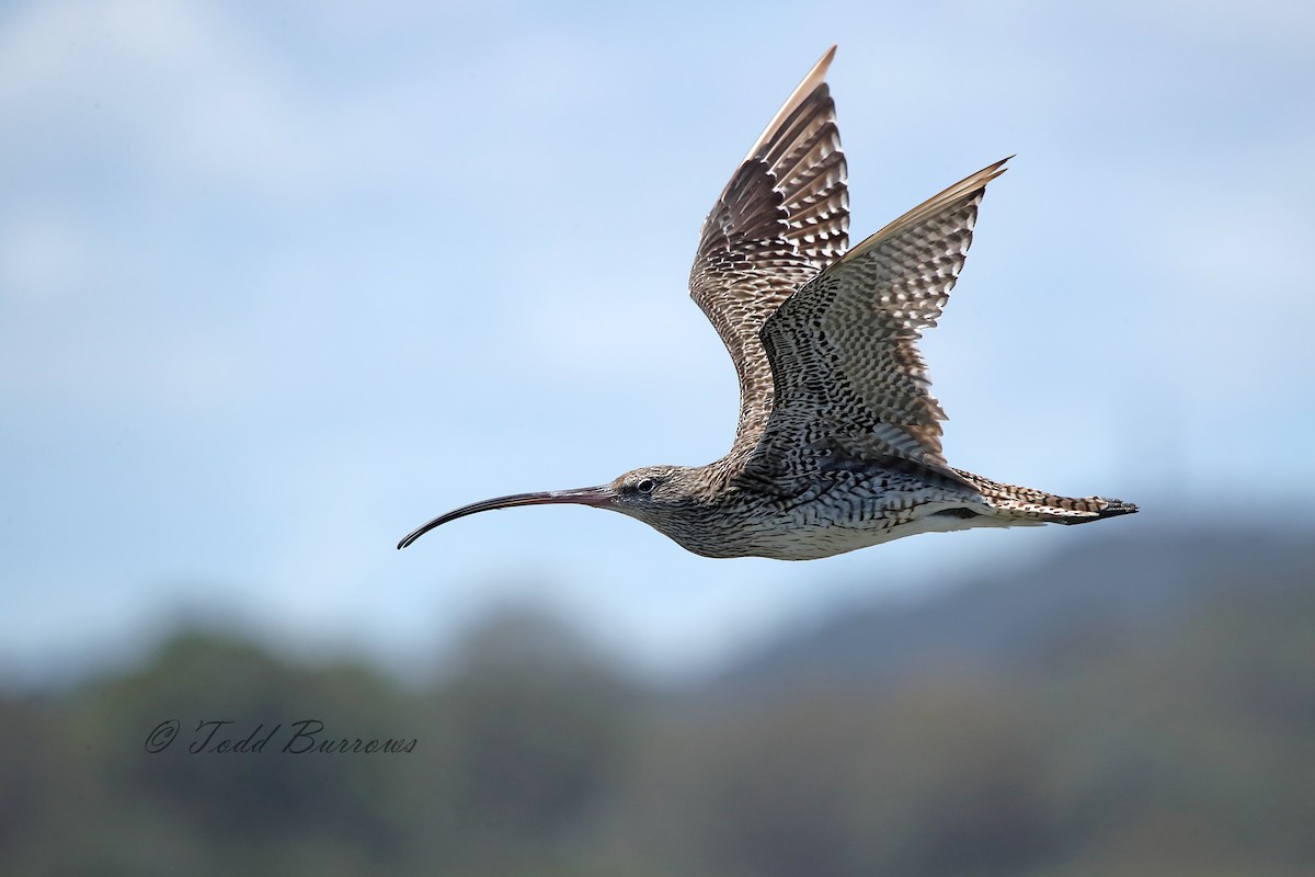 Far Eastern Curlew - ML123161081