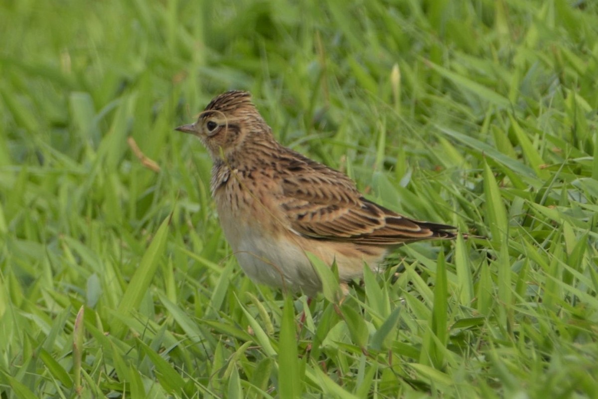 Eurasian Skylark - ML123161511