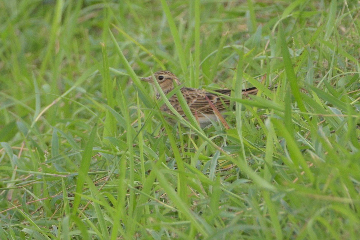 Eurasian Skylark - ML123161521