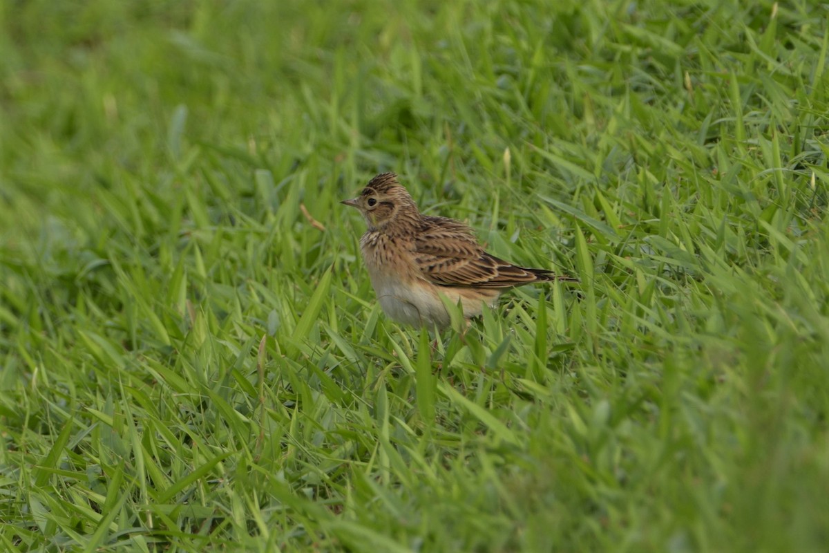 Eurasian Skylark - ML123161551