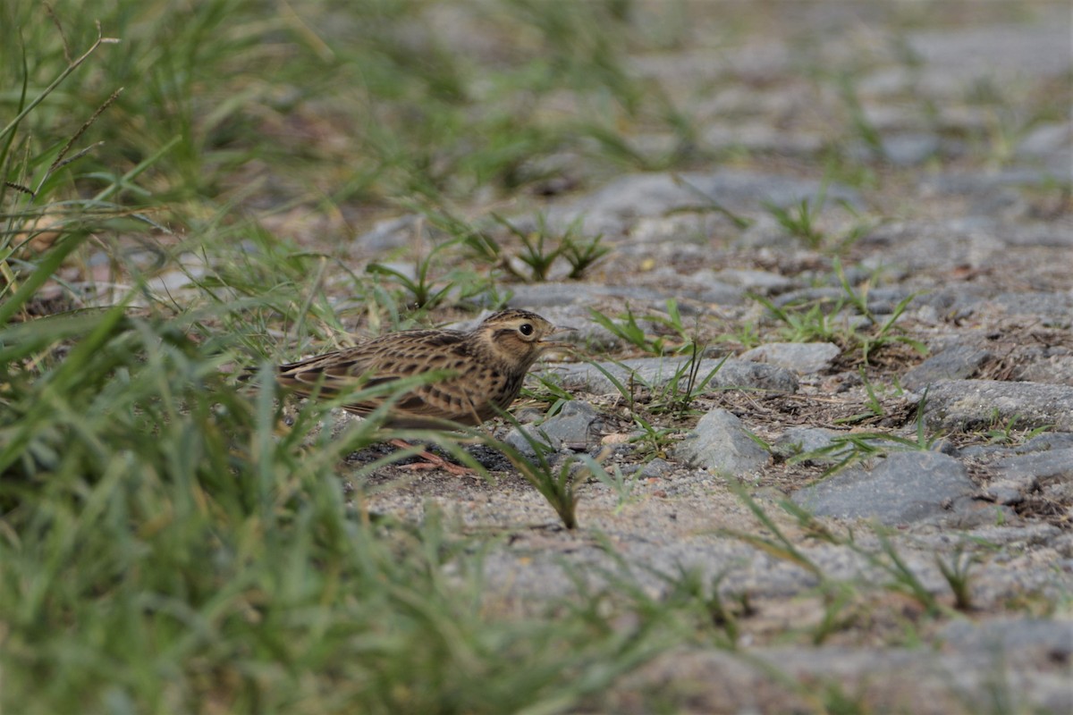 Eurasian Skylark - ML123161561