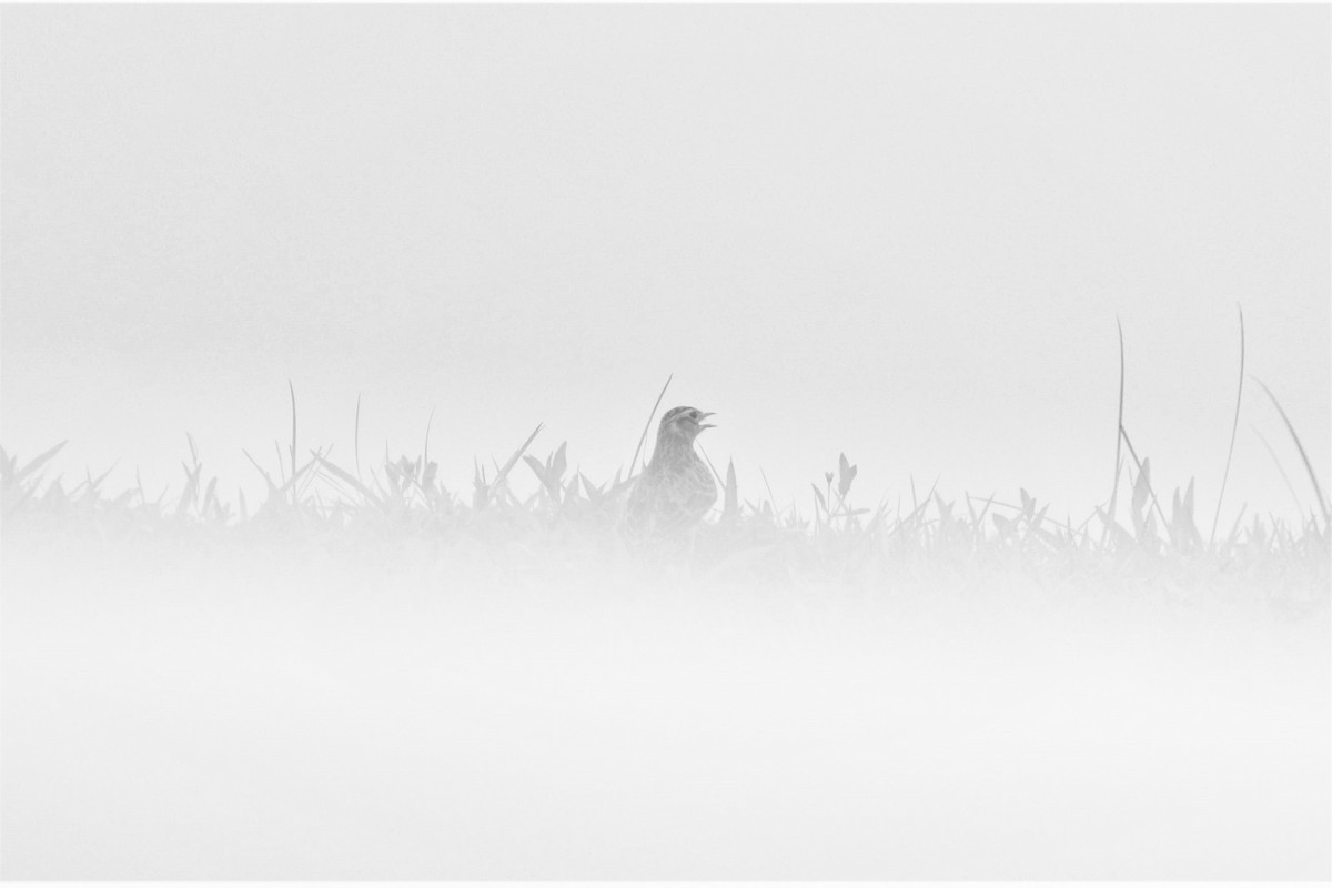 Eurasian Skylark - ML123161571