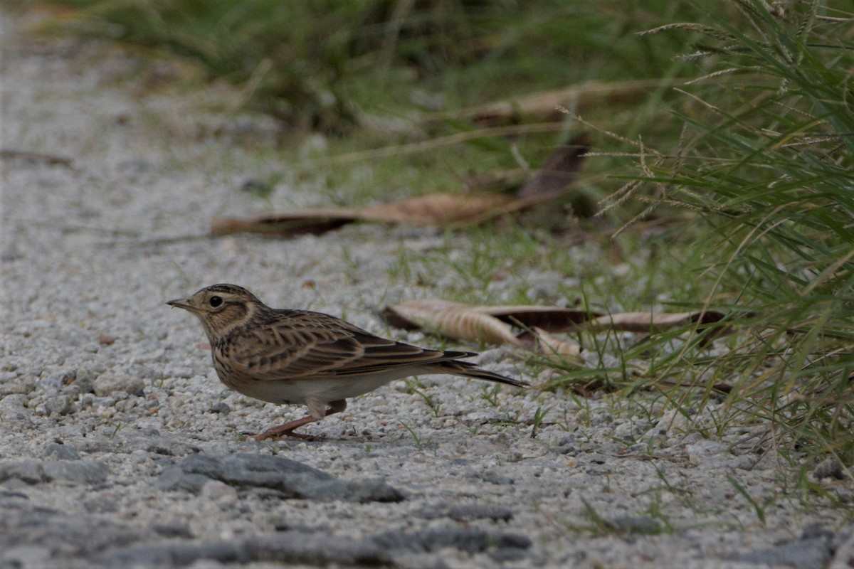 Eurasian Skylark - ML123161581