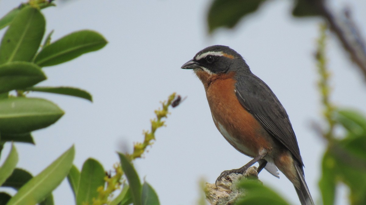 Black-and-rufous Warbling Finch - ML123162131