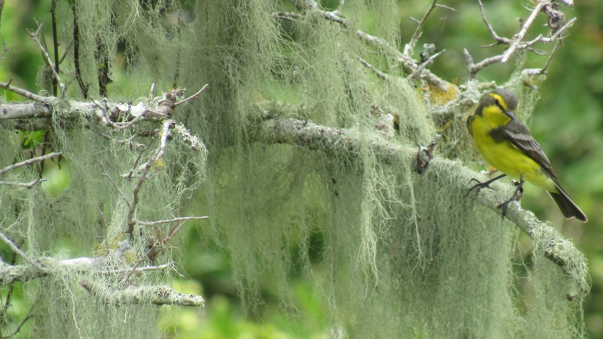 Yellow-browed Tyrant - ML123162391