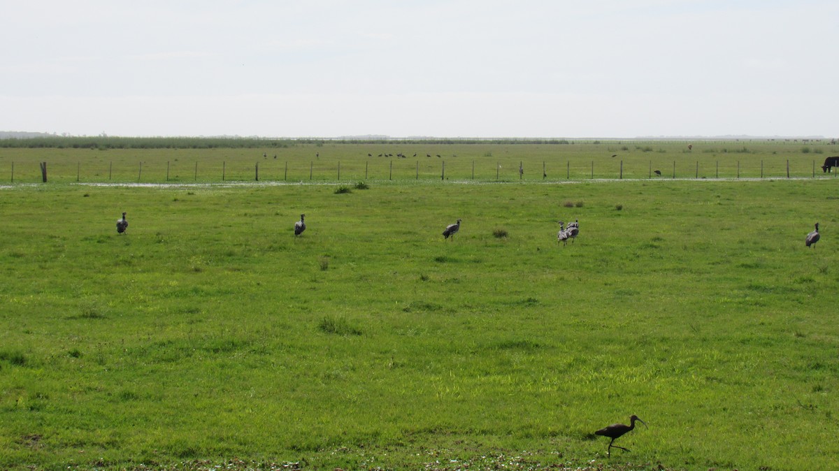 Southern Screamer - ML123162411