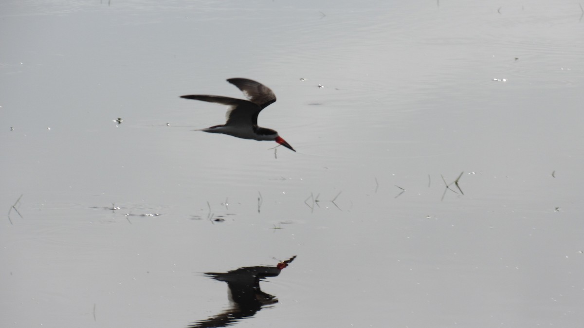 Black Skimmer - ML123162451