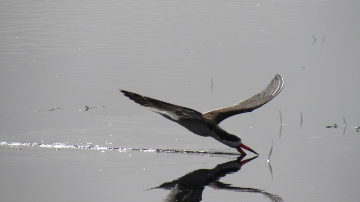 Black Skimmer - ML123162461