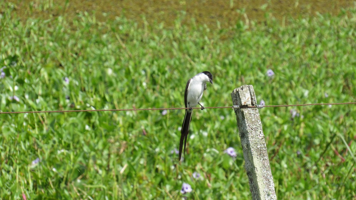 Fork-tailed Flycatcher - ML123162521