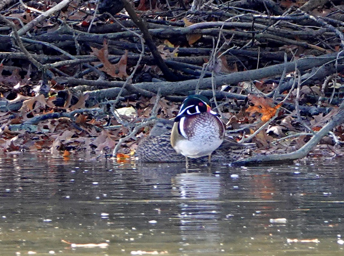 Wood Duck - ML123163401