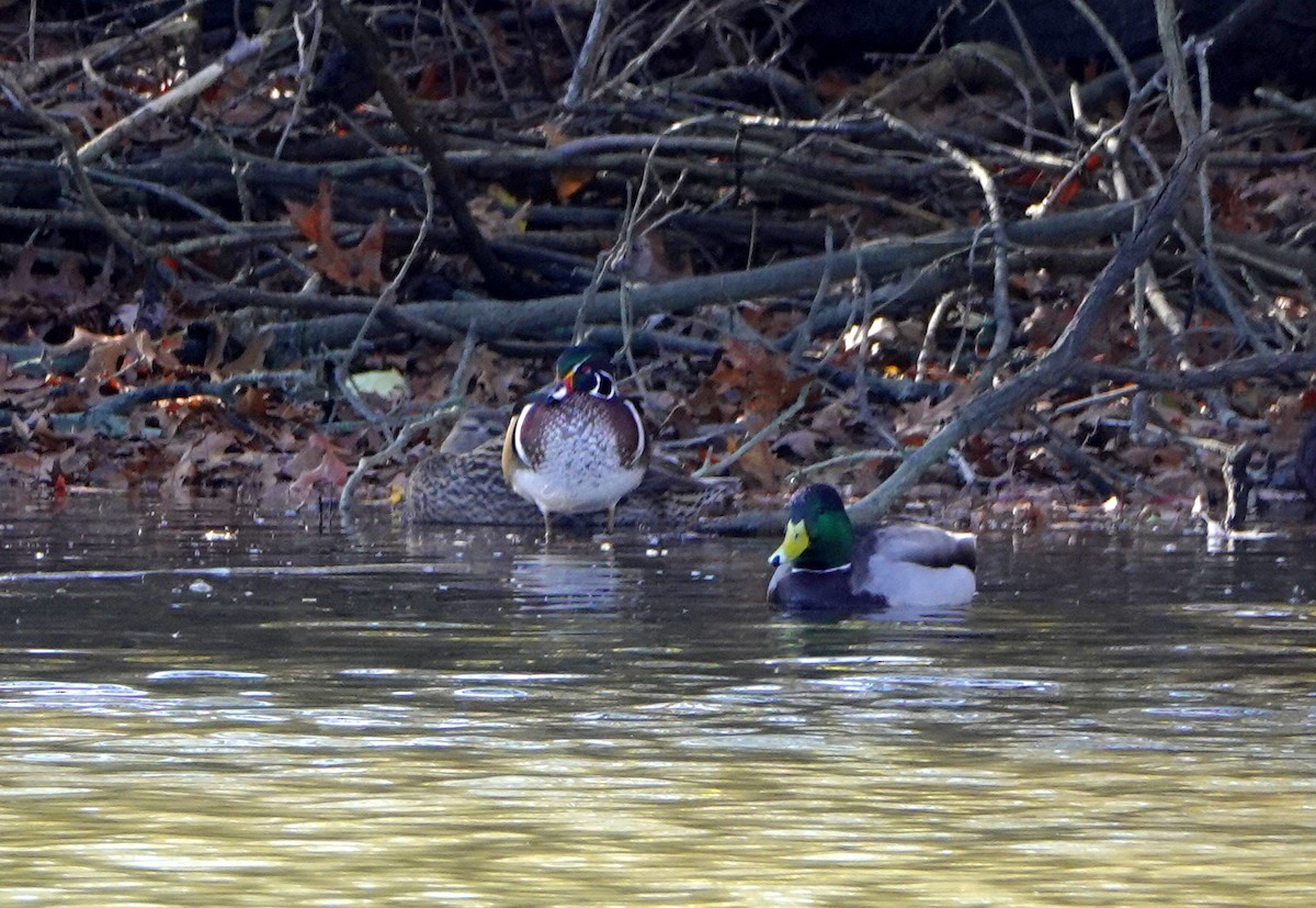 Wood Duck - ML123163411