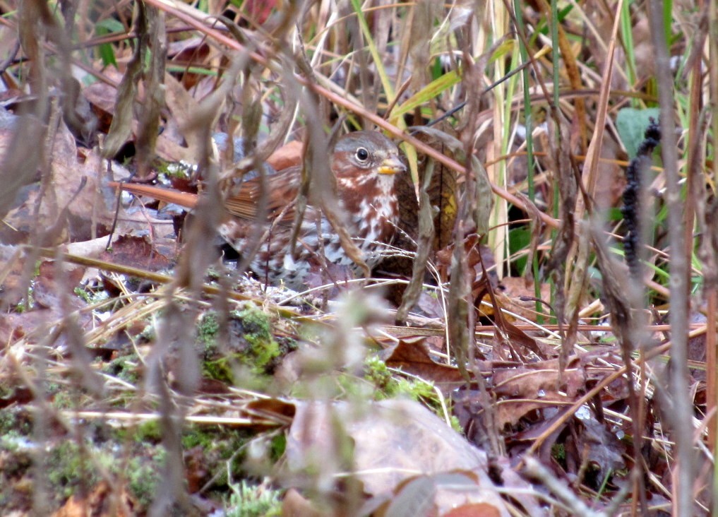 Fox Sparrow - ML123164521