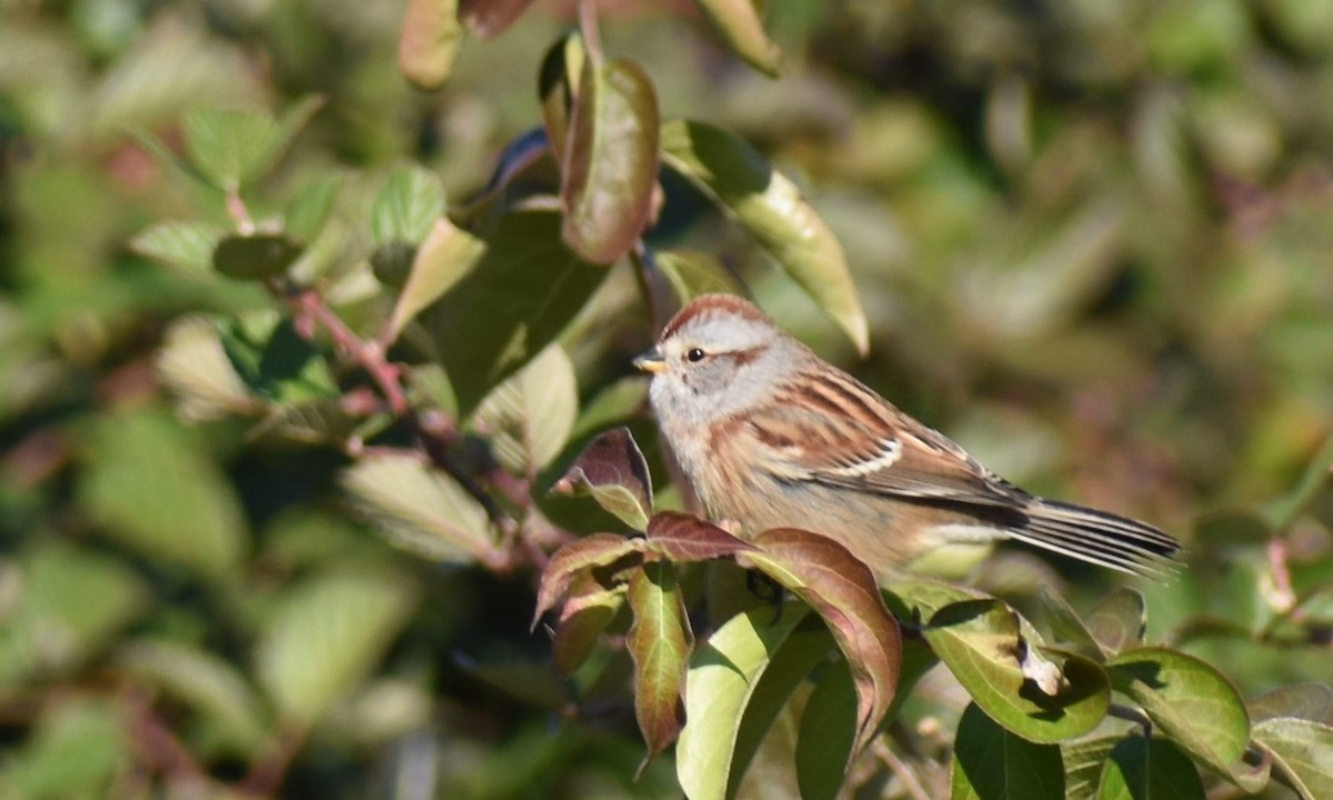 American Tree Sparrow - ML123164981
