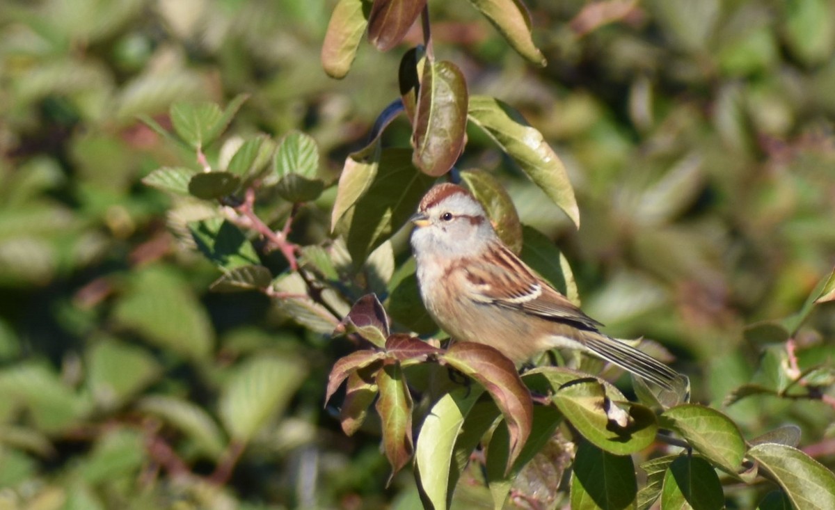 American Tree Sparrow - ML123165001