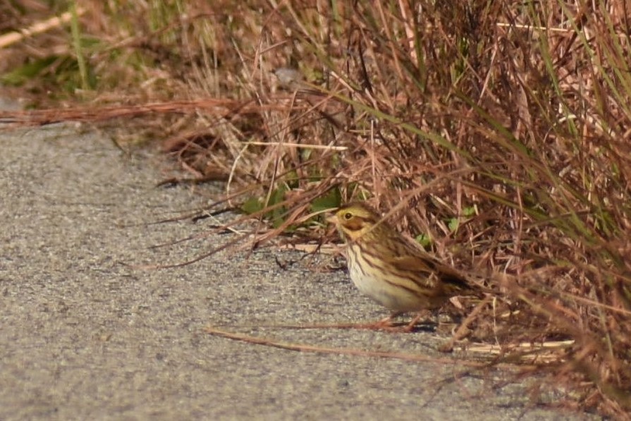 Savannah Sparrow - ML123165021