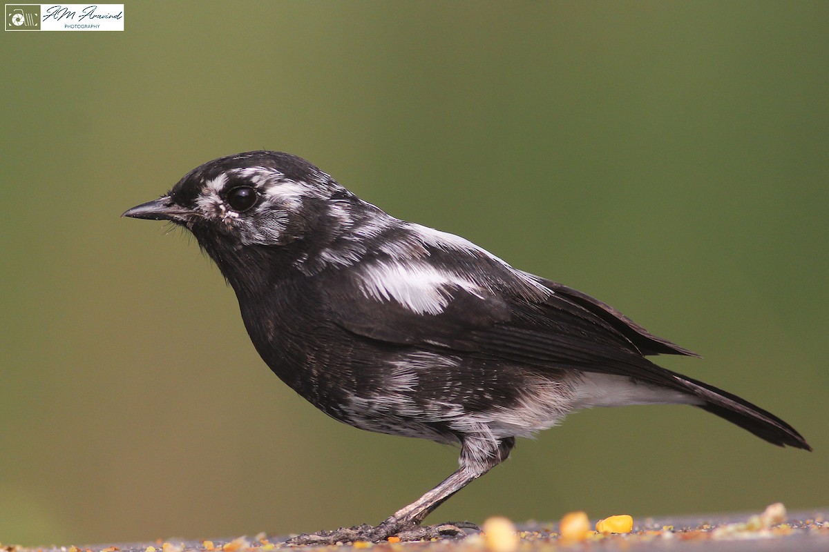 Pied Bushchat - ML123165961