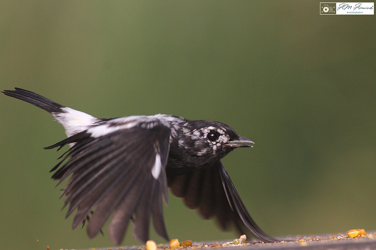 Pied Bushchat - ML123165971