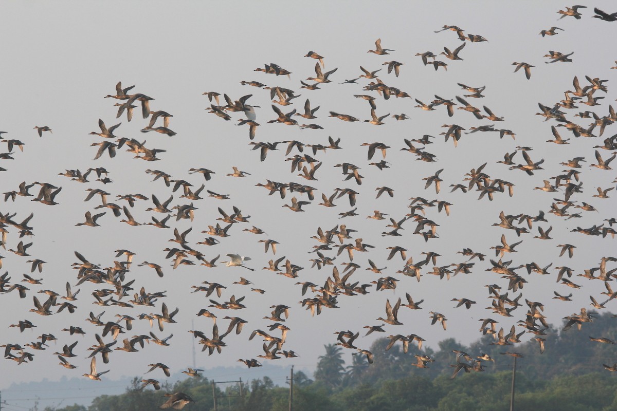 Northern Shoveler - ML123166501