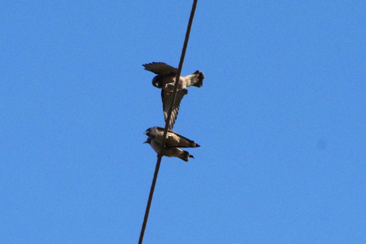 Ashy Woodswallow - ML123166841