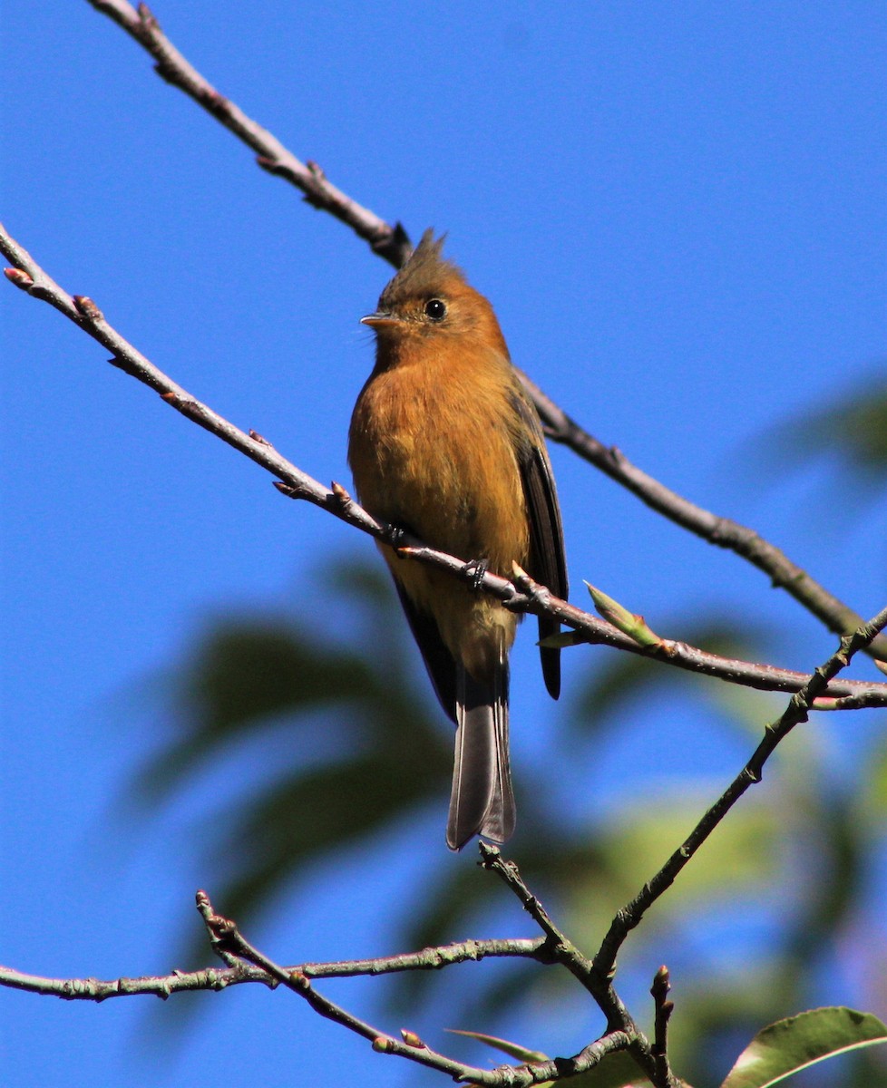 Tufted Flycatcher - Marlon Calderon