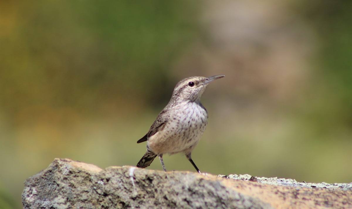 Rock Wren - ML123166981