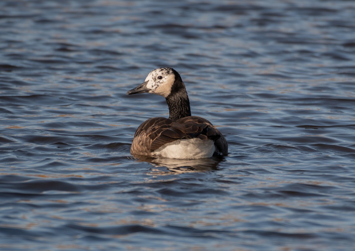 Canada Goose - ML123167361