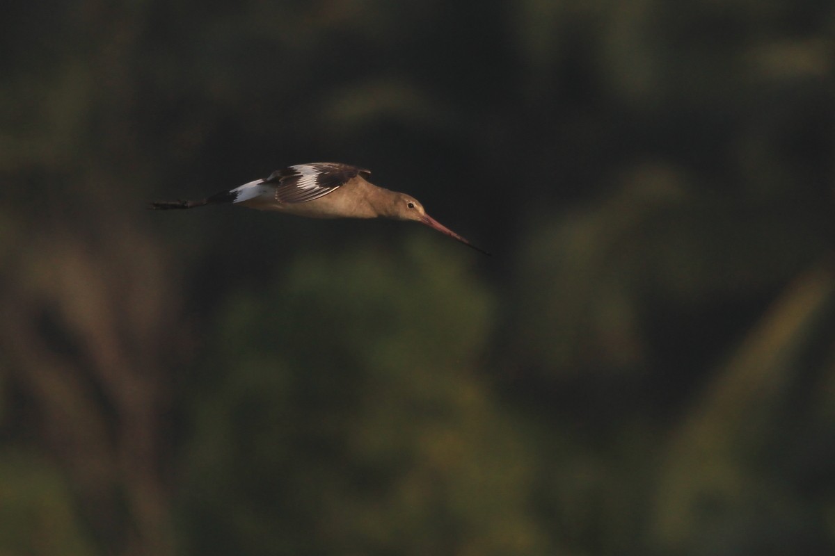 Black-tailed Godwit - Rohidas Revankar