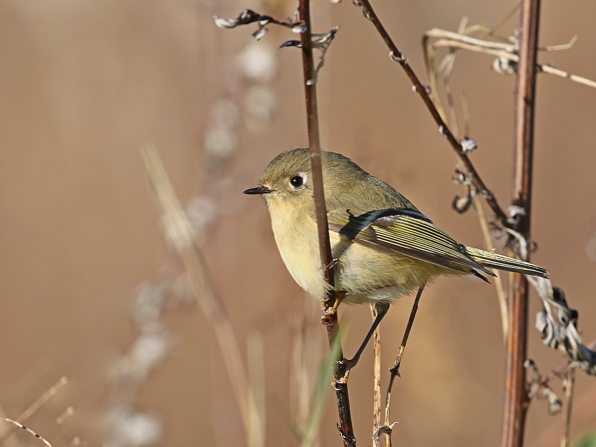 מלכילון אמריקני - ML123167721