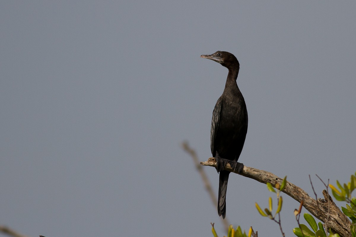 Cormoran de Vieillot - ML123168881