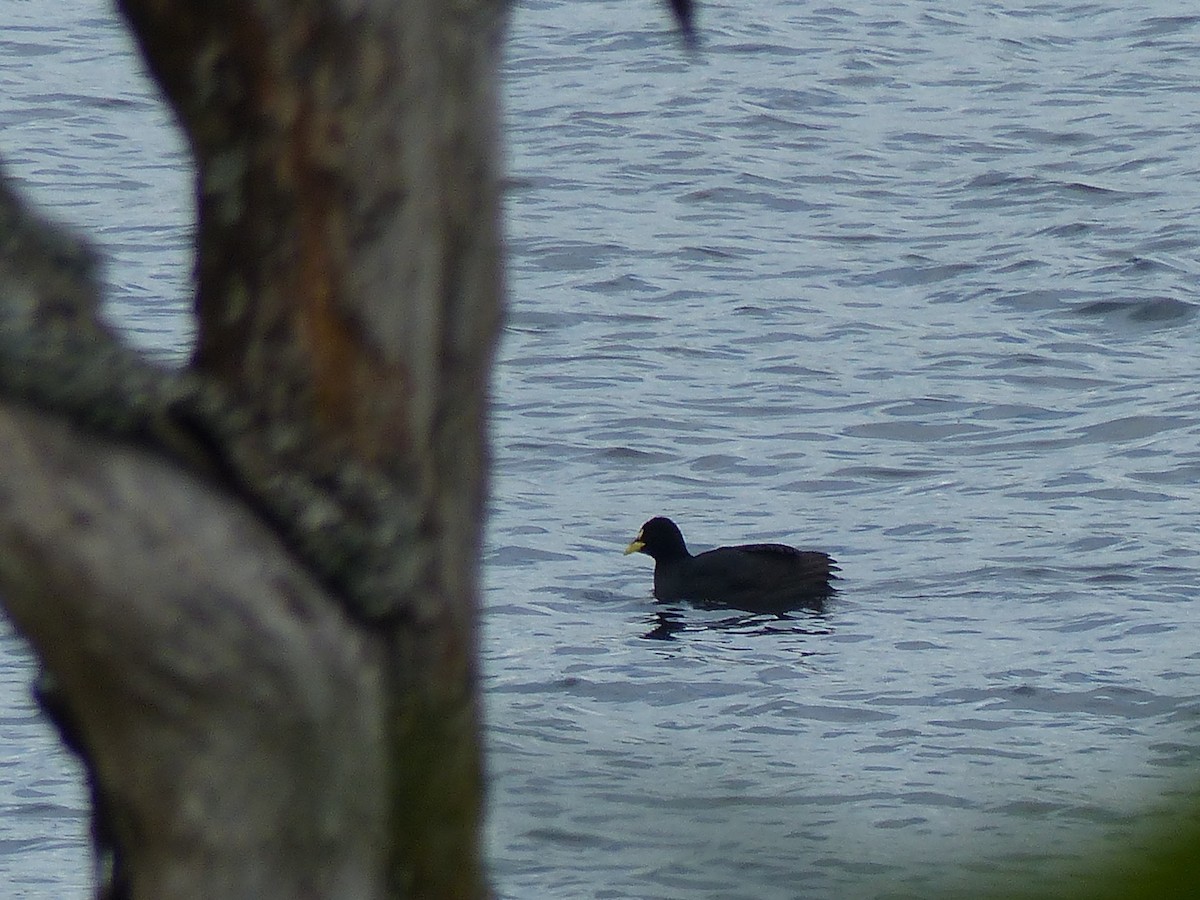 White-winged Coot - ML123169891