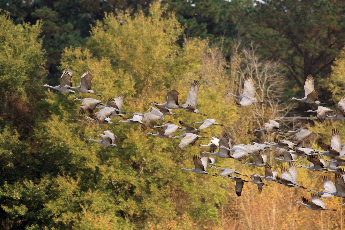 Sandhill Crane - ML123170031