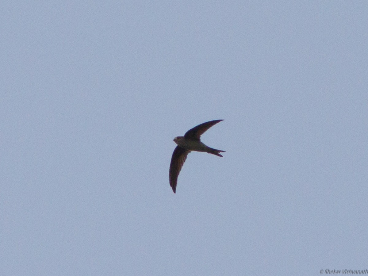 Asian Palm Swift - ML123170891