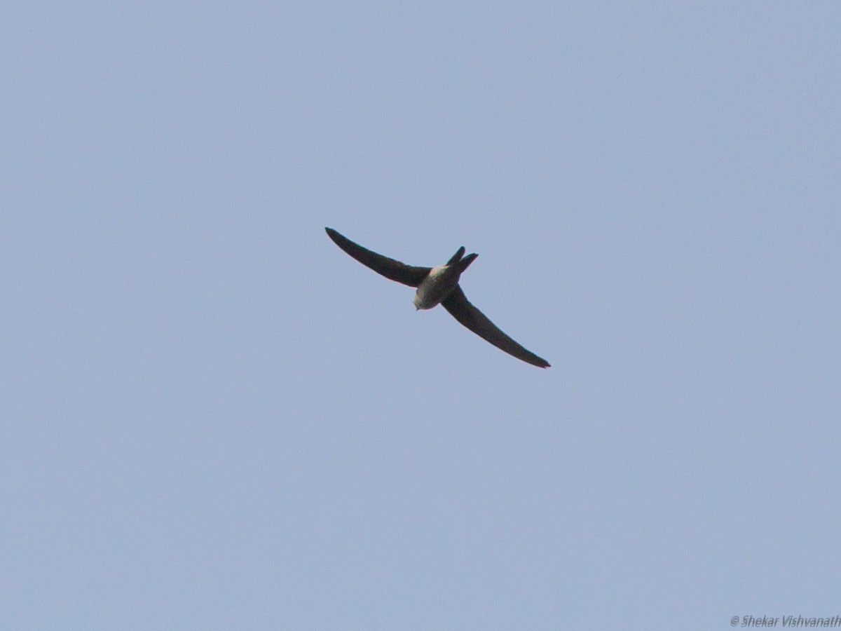 Asian Palm Swift - ML123170901