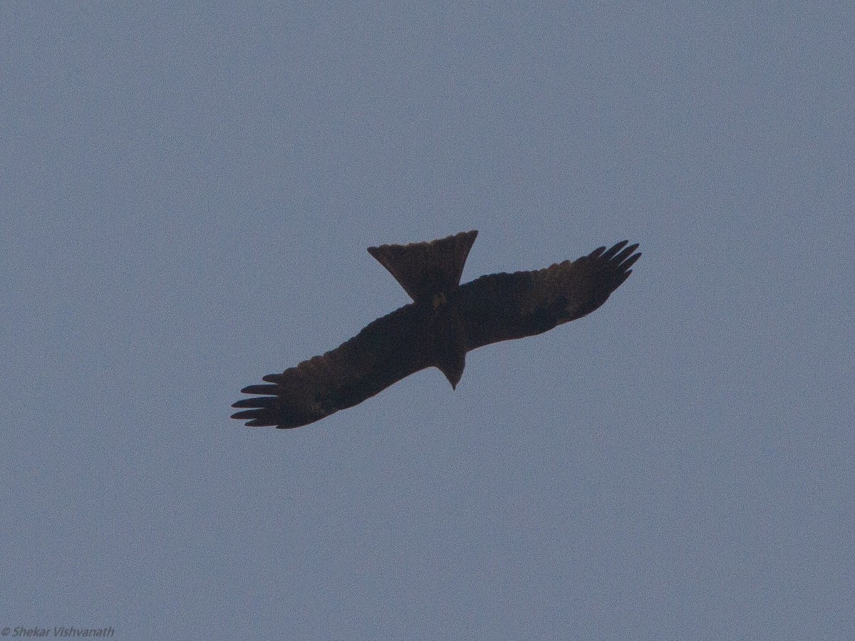 Black Kite - ML123171001