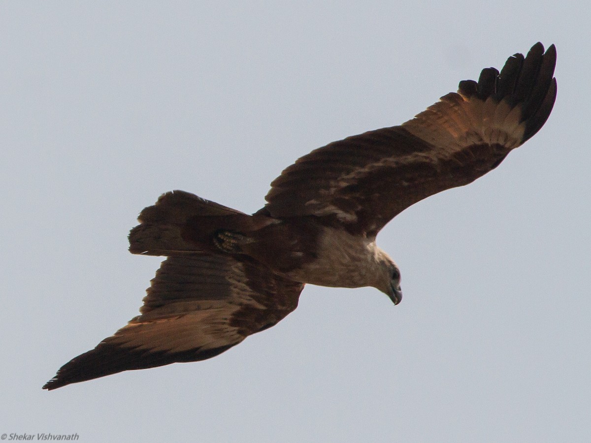 Brahminy Kite - ML123171521