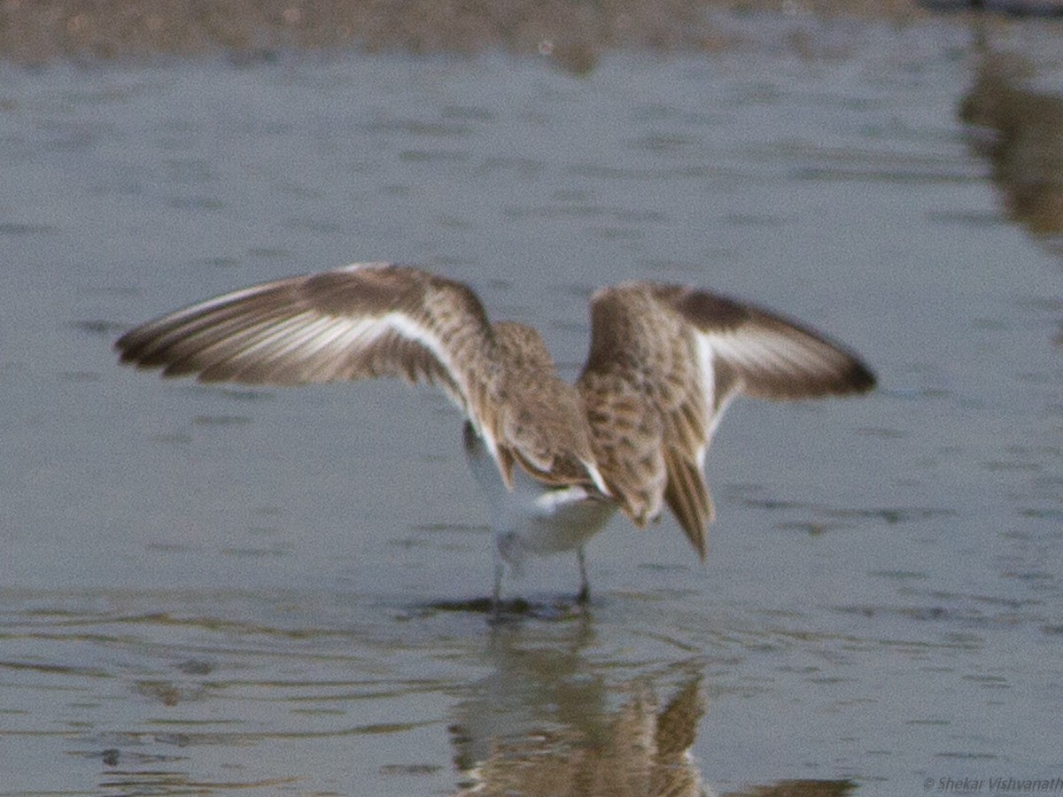 Little Stint - ML123172371