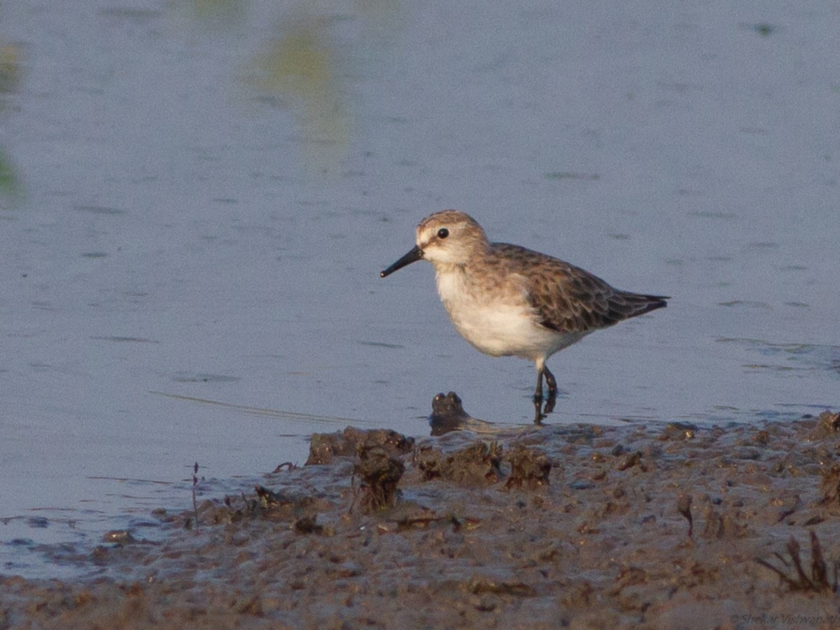 Little Stint - ML123172381