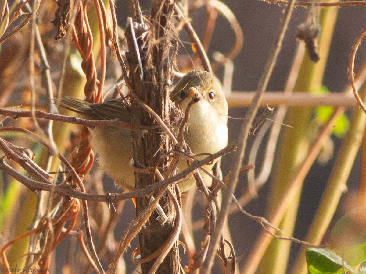 Booted Warbler - ML123173571