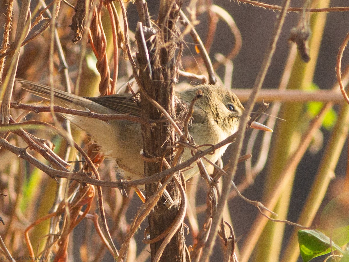 Booted Warbler - ML123173581