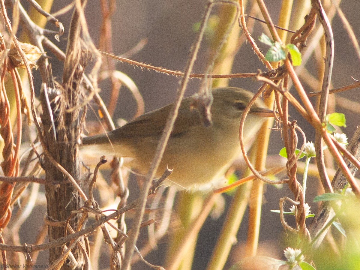 Booted Warbler - ML123173591