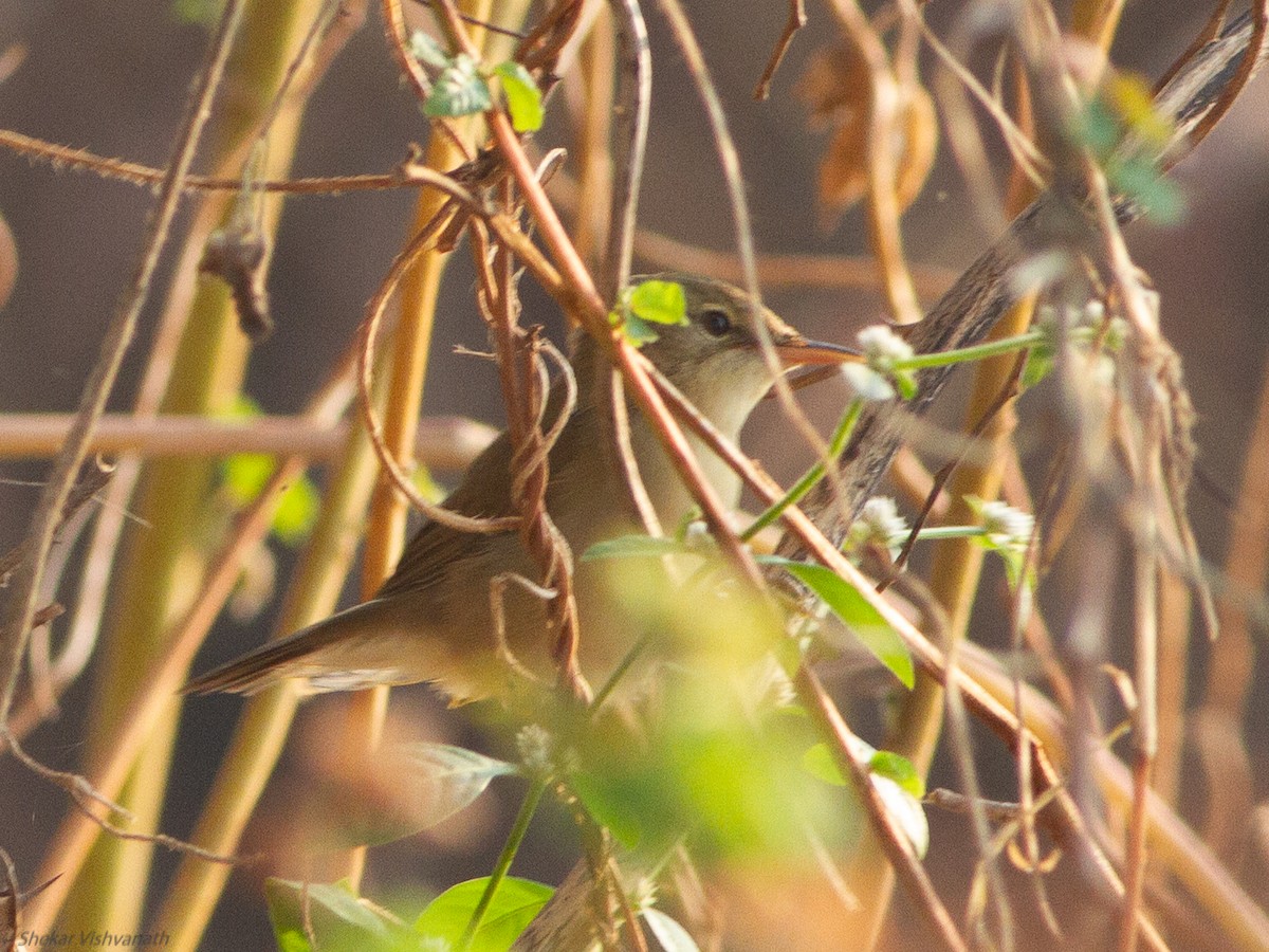 Booted Warbler - ML123173601