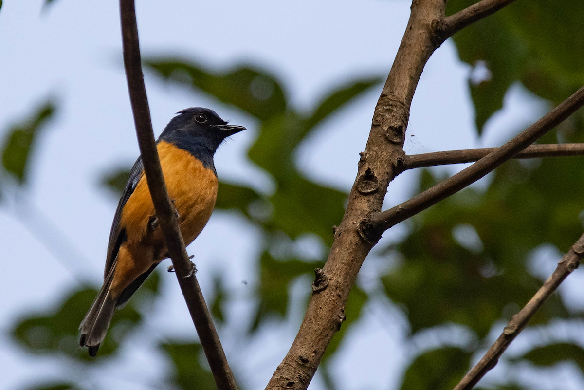 Timor Blue Flycatcher - Robert Tizard