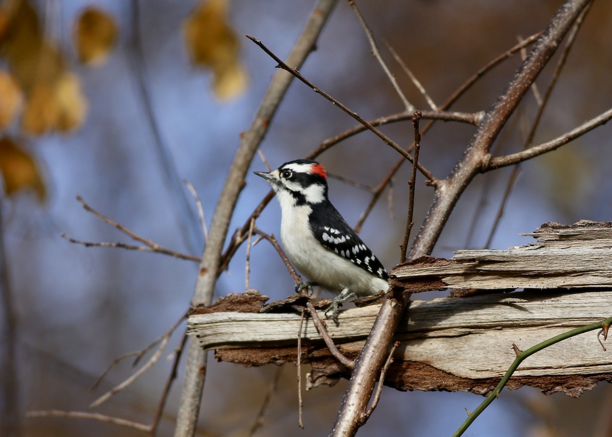 Downy Woodpecker (Eastern) - Alan Kneidel