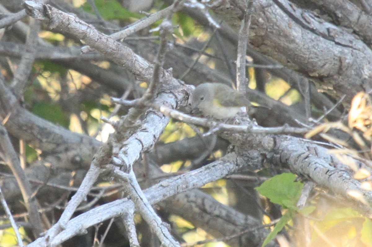 American Redstart - ML123174911