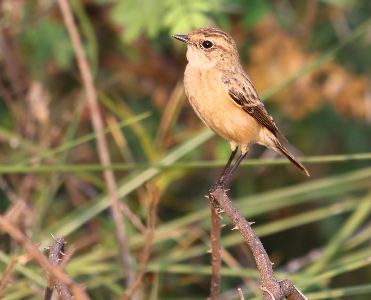 Siberian Stonechat - ML123174941